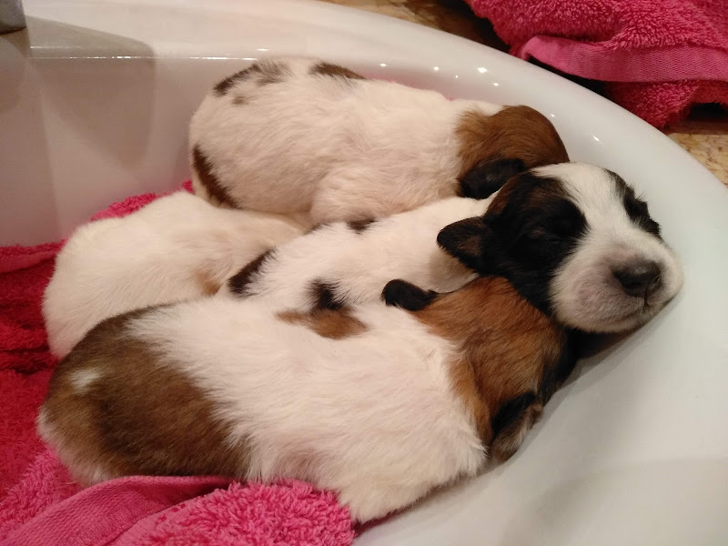 Puppies sleeping after shower