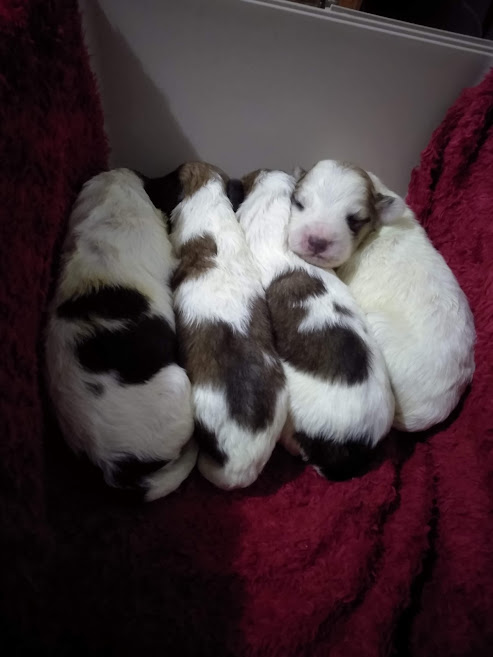 Puppies sleeping after feeding
